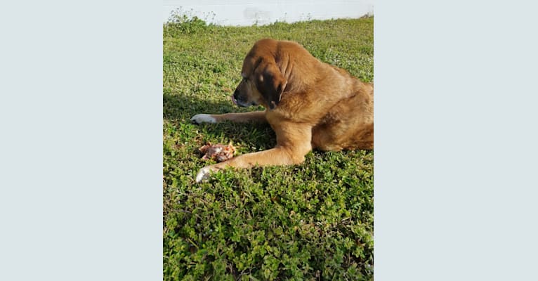 Tracker, a Bloodhound and Great Pyrenees mix tested with EmbarkVet.com