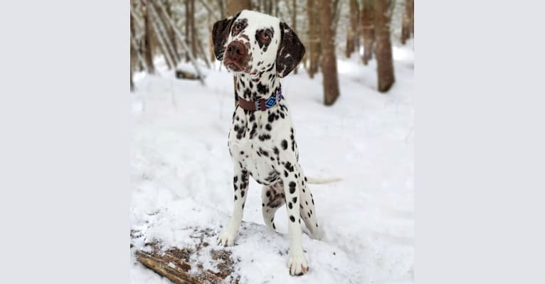 Photo of Shelby, a Dalmatian  in Quebec, Canada