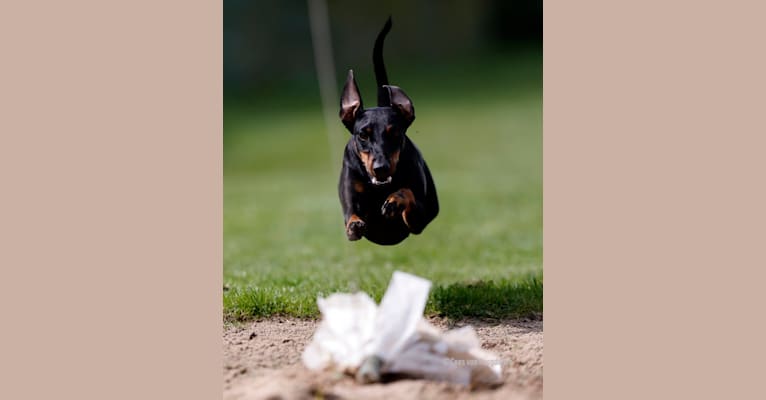 Leia Princess Katington, a Manchester Terrier (Standard) tested with EmbarkVet.com