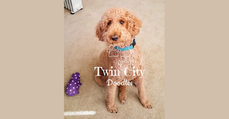 Photo of Millie, a Goldendoodle  in Englewood, TN, USA