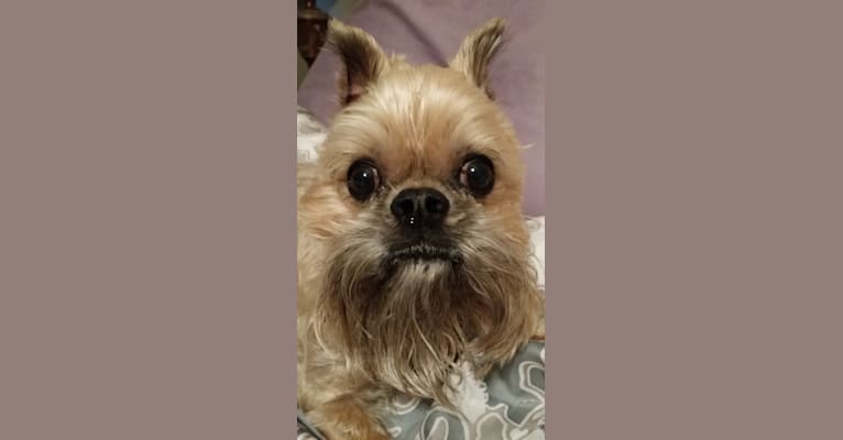 Groucho, a Brussels Griffon tested with EmbarkVet.com