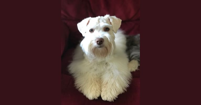 Watson, a Miniature Schnauzer tested with EmbarkVet.com