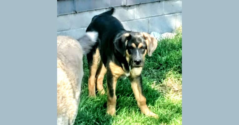 Beaucoup (Boo Bear), a German Shepherd Dog and Labrador Retriever mix tested with EmbarkVet.com