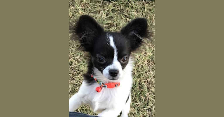 Scout, a Chihuahua tested with EmbarkVet.com