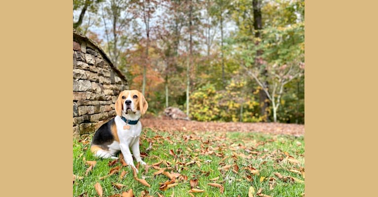Photo of Lucy, a Beagle  in Spartanburg, SC, USA