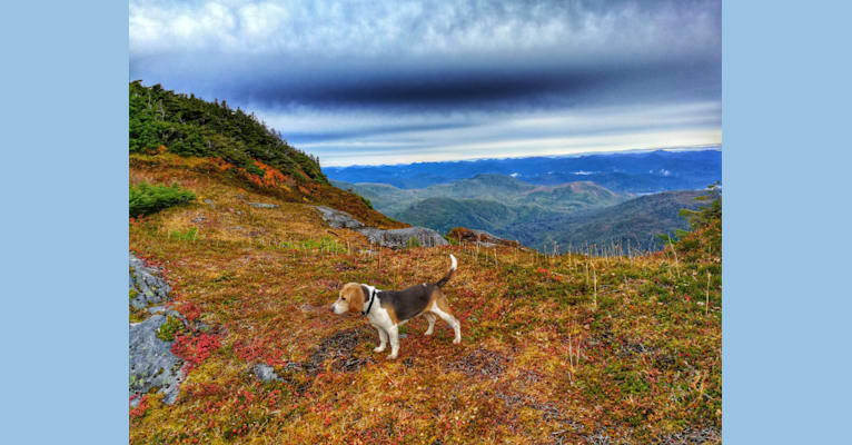 Lilly, a Beagle tested with EmbarkVet.com