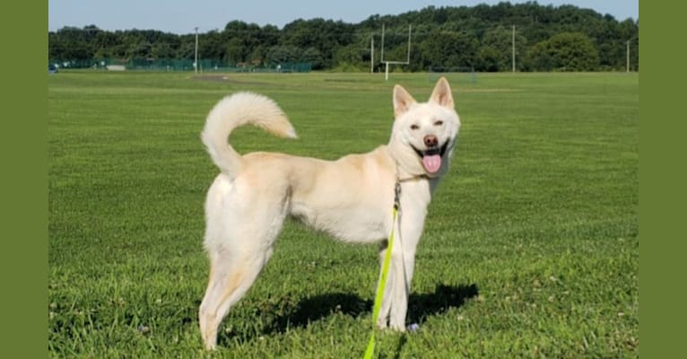 Freyja, a Japanese or Korean Village Dog and Jindo mix tested with EmbarkVet.com
