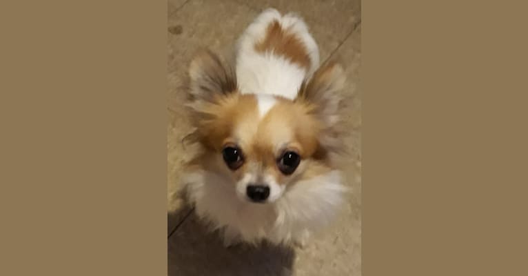 Quentin, a Chihuahua tested with EmbarkVet.com