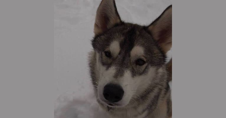 Sabot, a Siberian Husky tested with EmbarkVet.com