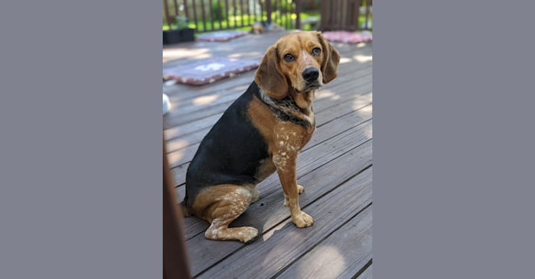 Ethan, a Beagle and Chinese Shar-Pei mix tested with EmbarkVet.com