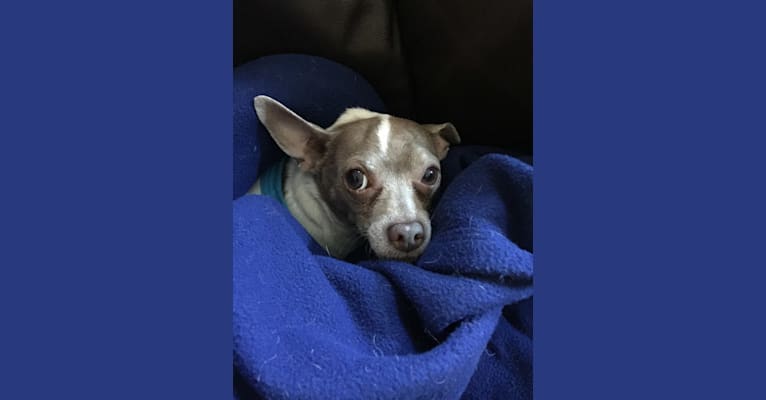 Moggie (Mogwai), a Chihuahua tested with EmbarkVet.com