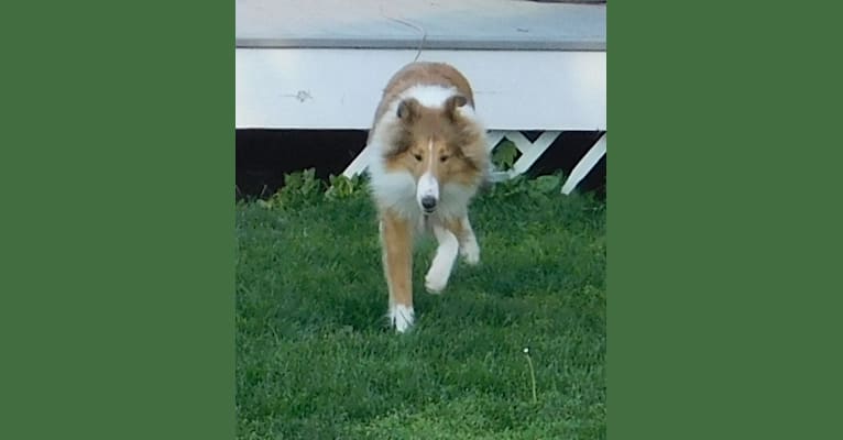 Pawsitively Paite, a Collie tested with EmbarkVet.com