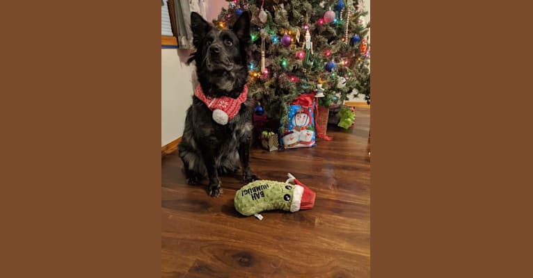 Odin 'stinky butt' Mussatti, an Australian Cattle Dog tested with EmbarkVet.com