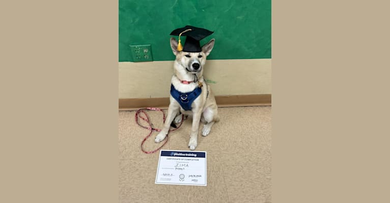 Zima, a Siberian Husky and German Shepherd Dog mix tested with EmbarkVet.com
