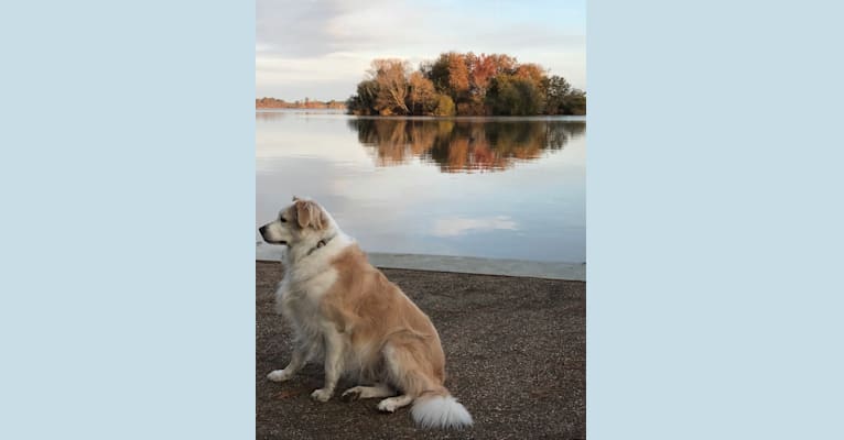 Maybelle, a Staffordshire Terrier and Labrador Retriever mix tested with EmbarkVet.com