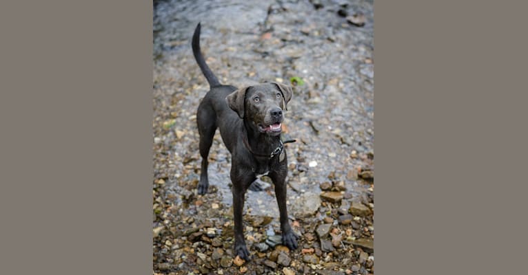 Sophie, a Labrador Retriever and American Pit Bull Terrier mix tested with EmbarkVet.com