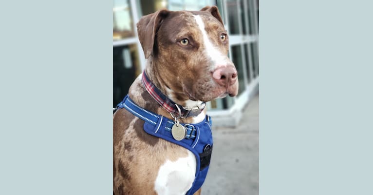 Photo of Loki, an American Pit Bull Terrier, Labrador Retriever, German Shepherd Dog, American Staffordshire Terrier, and Mixed mix in Humane Society of the Delta, Phillips Road 300, Helena, AR 72342, USA