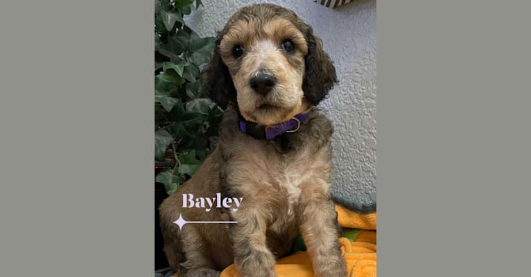 Bayley, a Poodle (Standard) tested with EmbarkVet.com