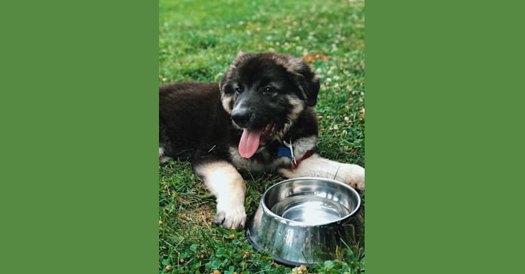 Archie, a German Shepherd Dog and Great Pyrenees mix tested with EmbarkVet.com