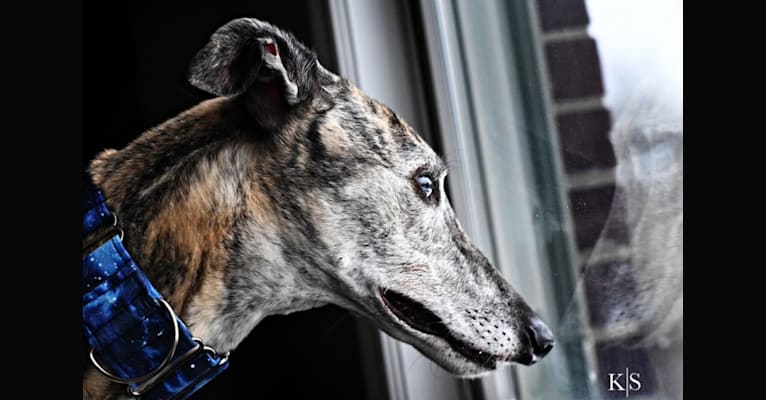 Xabi, a Greyhound tested with EmbarkVet.com