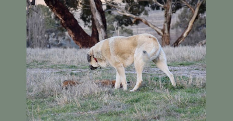 Pasha, an Anatolian Shepherd Dog tested with EmbarkVet.com