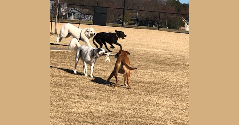 Looney “Chik’in Mini Bandit” Bear, a Great Pyrenees tested with EmbarkVet.com