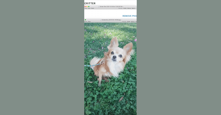 L'il Critter, a Chihuahua tested with EmbarkVet.com