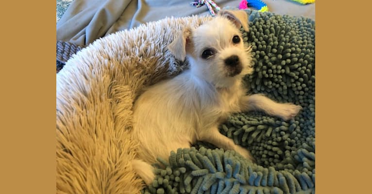 Photo of Apollonius, a Shih Tzu, Chihuahua, and Poodle (Small) mix in Texas, USA