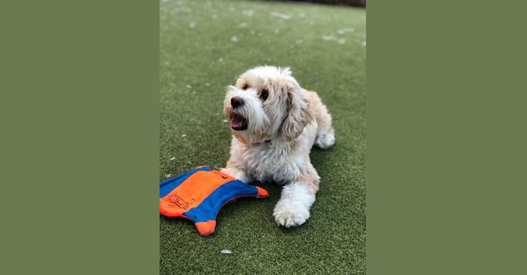 Laia, a Tibetan Terrier tested with EmbarkVet.com