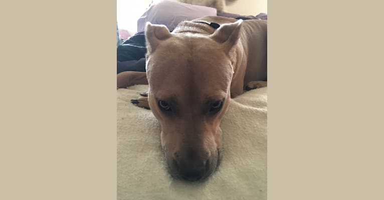 Zeus, an American Pit Bull Terrier and Labrador Retriever mix tested with EmbarkVet.com