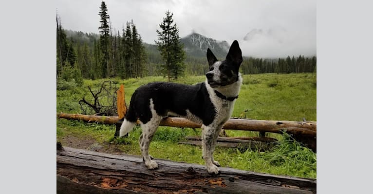 Truckee, a Border Collie and Australian Cattle Dog mix tested with EmbarkVet.com