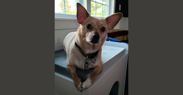 Mojo, a Chihuahua and Pomeranian mix tested with EmbarkVet.com