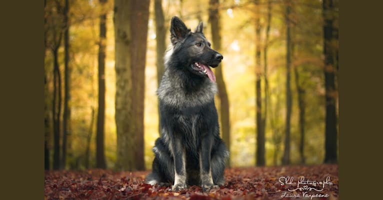 Mystic, a German Shepherd Dog tested with EmbarkVet.com