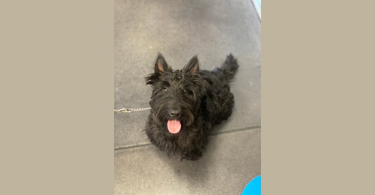 Photo of Obee, a Scottish Terrier  in Lawrenceburg, Tennessee, USA