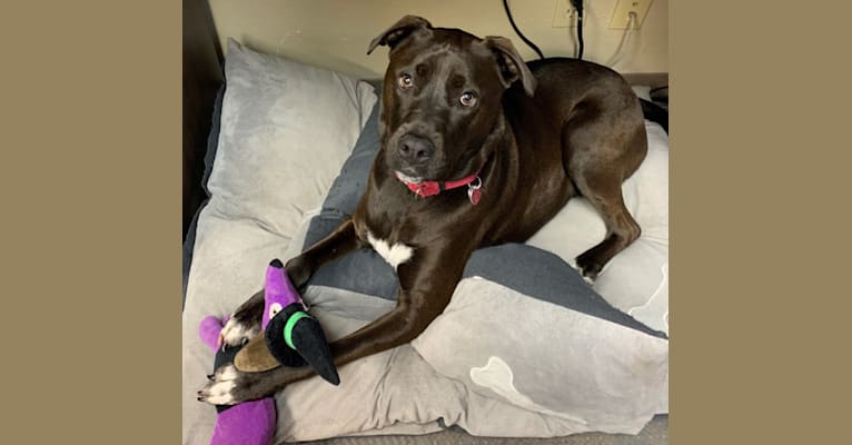 Photo of Bailey, an American Pit Bull Terrier, Rottweiler, Chow Chow, American Bully, and American Staffordshire Terrier mix in Milwaukie, Oregon, USA