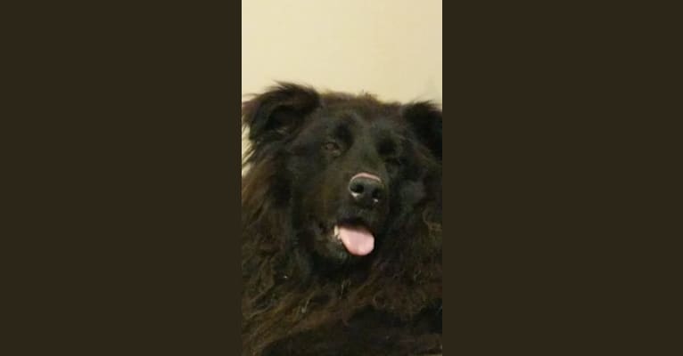 Teddy, a Rottweiler and Samoyed mix tested with EmbarkVet.com