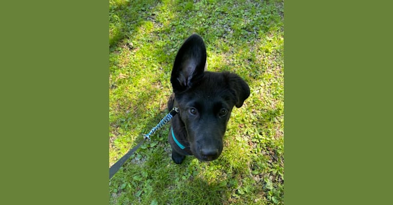 Otto (Othello), a German Shepherd Dog and Newfoundland mix tested with EmbarkVet.com