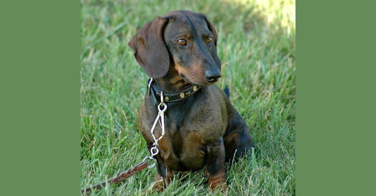Buster, a Dachshund tested with EmbarkVet.com