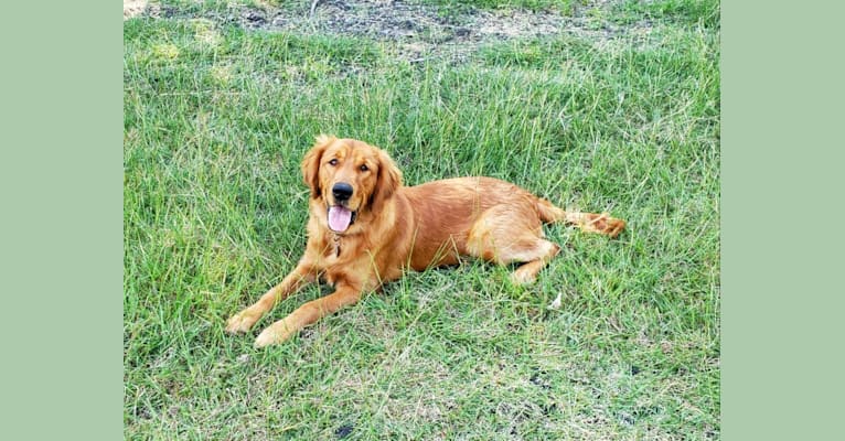 Photo of Whiskey, a Golden Retriever  in The Colony, Texas, USA