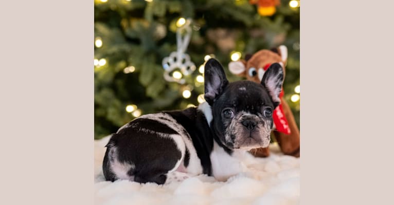 Photo of MOAB, a French Bulldog  in 20029 Western Trails Boulevard, Montgomery, TX, USA