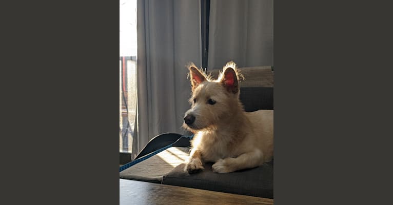 Wonton, a Japanese or Korean Village Dog tested with EmbarkVet.com