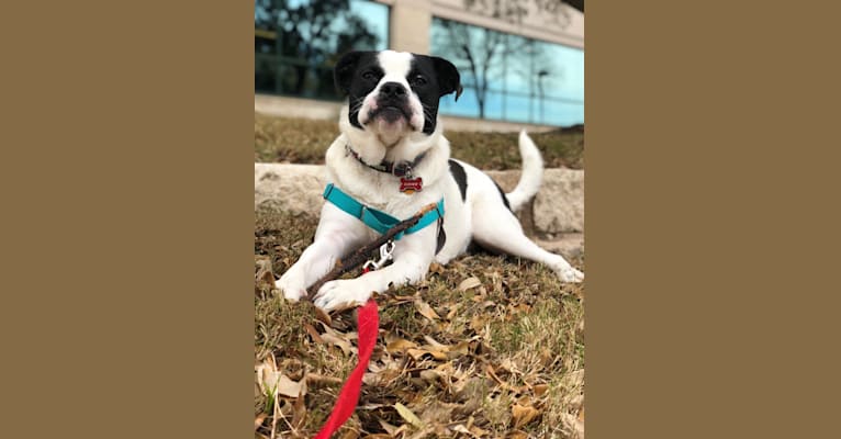 Photo of Eleven, a Bulldog and Great Pyrenees mix in Texas, USA