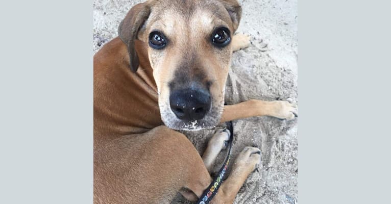 Photo of Oyster, an American Pit Bull Terrier, Rottweiler, German Shepherd Dog, and Mixed mix in Belmopan, Cayo District, Belize