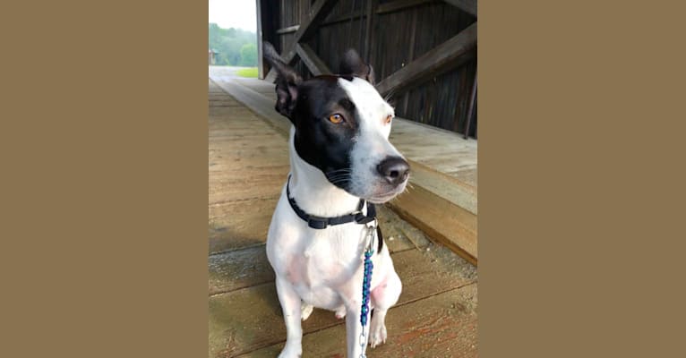 Merlin, an American Staffordshire Terrier and Australian Cattle Dog mix tested with EmbarkVet.com