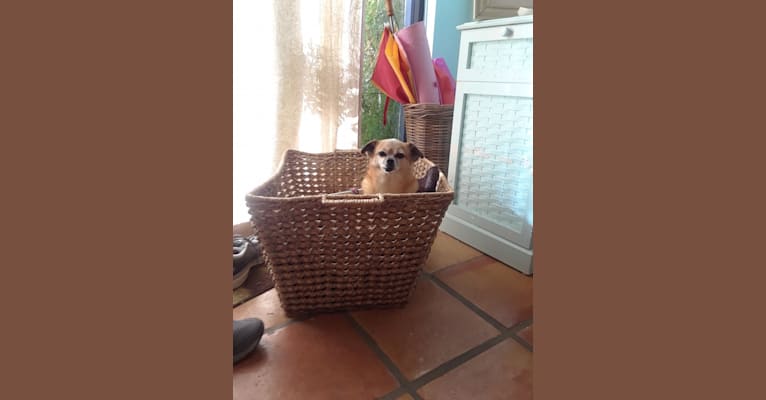 Photo of Maisie, a Pekingese, Chihuahua, and Mixed mix in Jupiter, Florida, USA