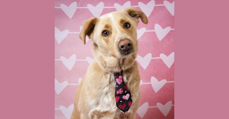Aspen, a Staffordshire Terrier and Labrador Retriever mix tested with EmbarkVet.com