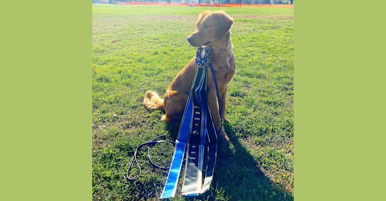 Harper, a Golden Retriever tested with EmbarkVet.com