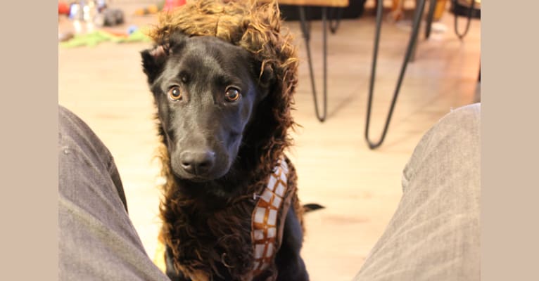 Wellesley, a German Shepherd Dog and Labrador Retriever mix tested with EmbarkVet.com