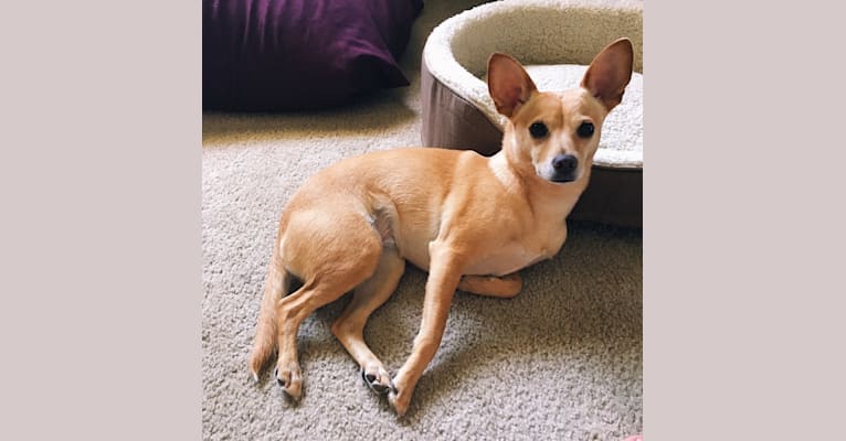 Clover, a Chihuahua and Russell-type Terrier mix tested with EmbarkVet.com
