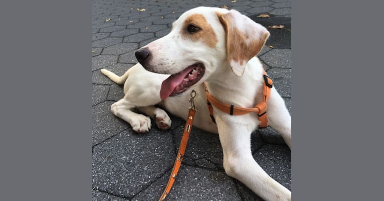 Jessie, a Labrador Retriever and Coonhound mix tested with EmbarkVet.com